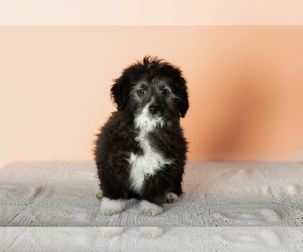 Medium Photo #5 Miniature Bernedoodle-Poodle (Miniature) Mix Puppy For Sale in SHIPSHEWANA, IN, USA