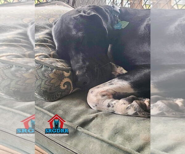 Medium Photo #4 Great Dane Puppy For Sale in Bullard, TX, USA
