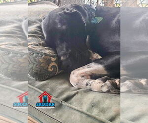Wilson - Male Great Dane Dog for Adoption - Photo #4