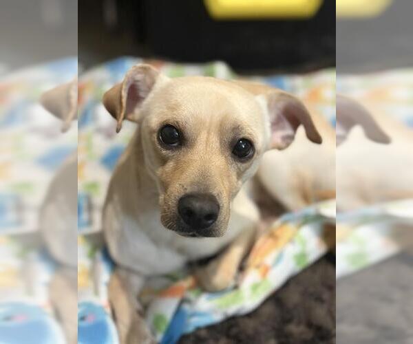 Medium Photo #2 Chihuahua-Unknown Mix Puppy For Sale in San Antonio, TX, USA