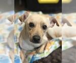 Small #1 Chihuahua Mix