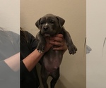 Small Photo #12 American Bully Puppy For Sale in LOVELAND, CO, USA