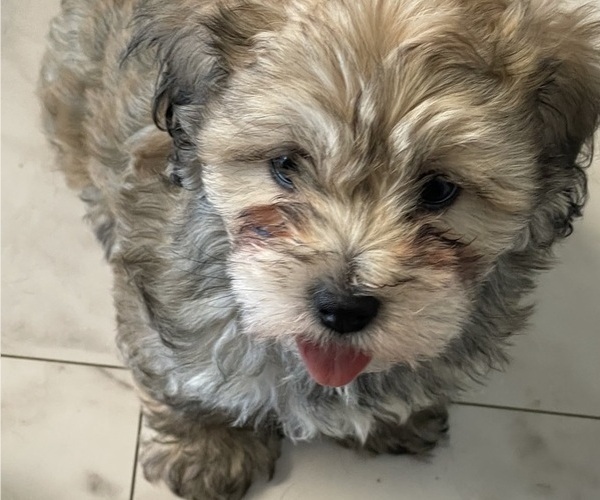Medium Photo #13 Maltipoo Puppy For Sale in PALMDALE, CA, USA