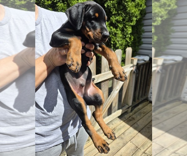 Medium Photo #32 Doberman Pinscher Puppy For Sale in WHEELING, IL, USA