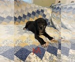 Puppy Black Male 1 Great Dane