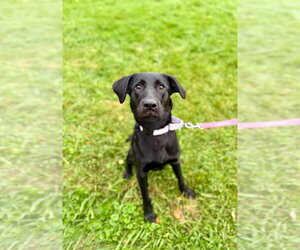 Ember - Female Labrador Retriever Dog for Adoption - Photo #2