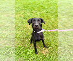 Small Photo #2 Labrador Retriever Puppy For Sale in Gloversville, NY, USA