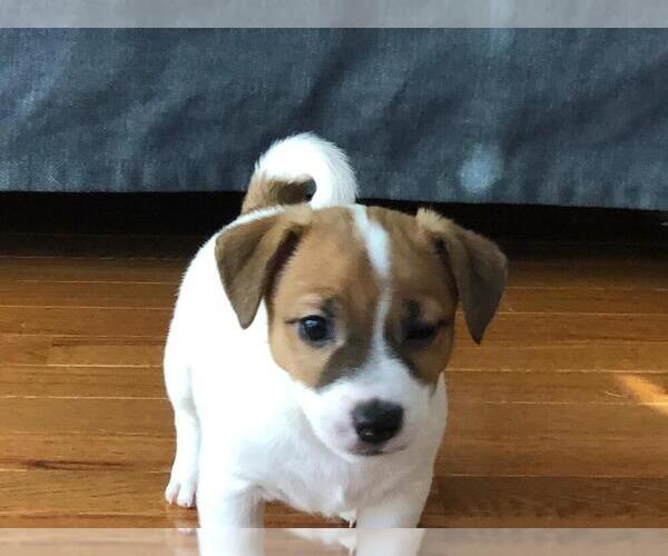 Medium Photo #4 Jack Russell Terrier Puppy For Sale in CHANTILLY, VA, USA