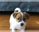 Small Photo #4 Jack Russell Terrier Puppy For Sale in CHANTILLY, VA, USA