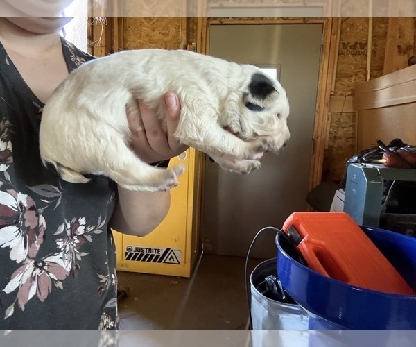 Medium Photo #1 Australian Cattle Dog Puppy For Sale in CORTEZ, CO, USA