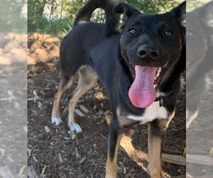 Australian Kelpie-Unknown Mix Dogs for adoption in Denver, CO, USA