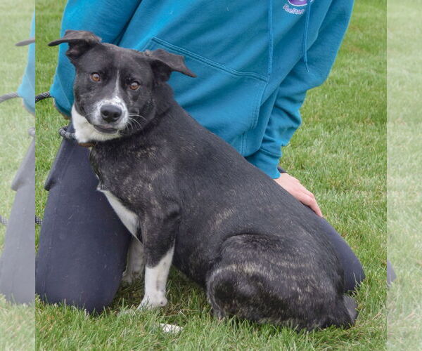 Medium Photo #2 Catahoula Leopard Dog-Unknown Mix Puppy For Sale in Huntley, IL, USA
