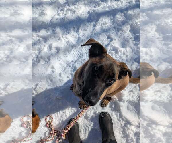 Medium Photo #18 German Shepherd Dog-Unknown Mix Puppy For Sale in Sebec, ME, USA