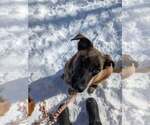 Small #17 German Shepherd Dog Mix