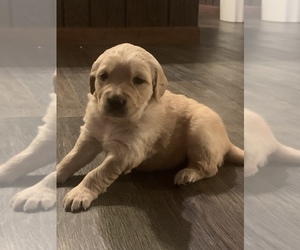 Golden Retriever Puppy for sale in STANBERRY, MO, USA