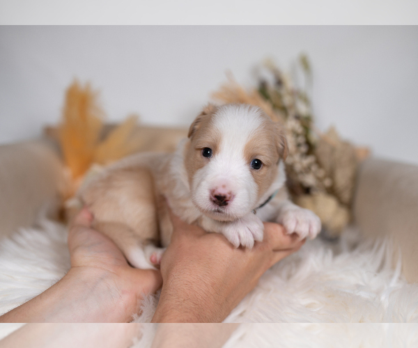 Medium Photo #1 Border Collie Puppy For Sale in CONWAY, MO, USA