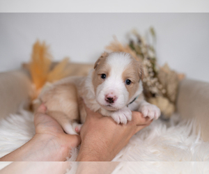 Border Collie Puppy for sale in CONWAY, MO, USA