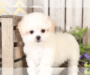 Zuchon Puppy for sale in MOUNT VERNON, OH, USA