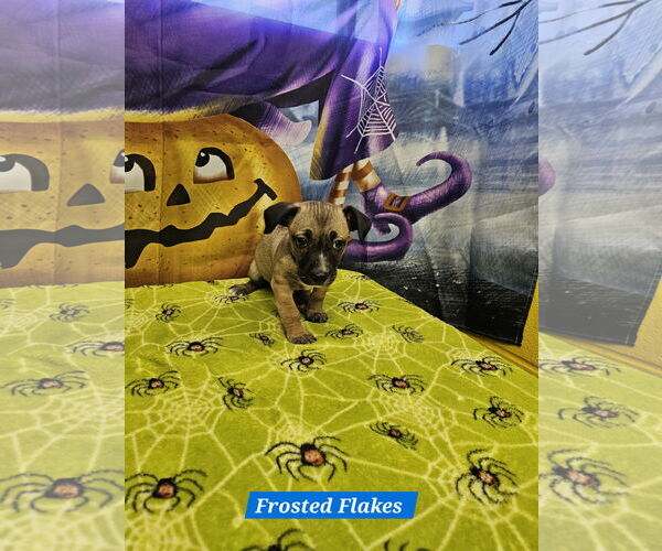 Medium Photo #1 Rat Terrier-Unknown Mix Puppy For Sale in Metairie, LA, USA