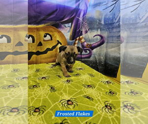 Rat Terrier-Unknown Mix Dogs for adoption in Metairie, LA, USA