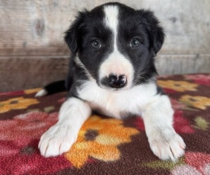 Border Collie Puppy for Sale in VERMONTVILLE, Michigan USA
