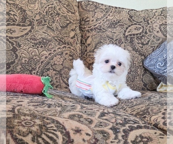 Medium Photo #5 Maltese Puppy For Sale in SANTA CLARITA, CA, USA