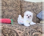 Small #3 Maltese