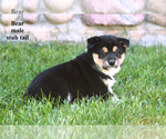 Litter of 5 - Male Border Collie-Shiba Inu MixLitter of Puppies for Sale - Photo #7