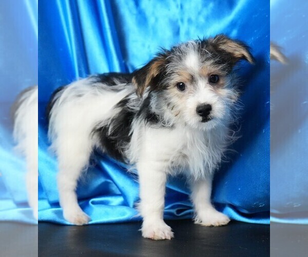 Medium Photo #6 Morkie Puppy For Sale in ROCK VALLEY, IA, USA