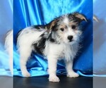 Small #5 Morkie