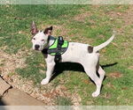 Small #5 American Pit Bull Terrier Mix