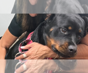 Rottweiler Dogs for adoption in Gilbert, AZ, USA