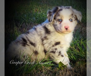 Miniature Australian Shepherd Puppy for sale in SMITHVILLE, AR, USA