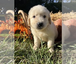 Golden Retriever Puppy for sale in NEOLA, WV, USA
