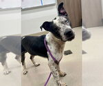 Small Catahoula Leopard Dog Mix