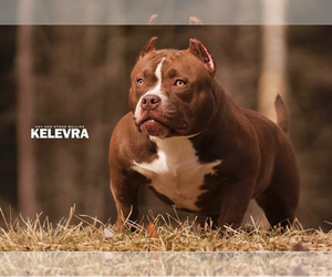Mother of the American Bully puppies born on 01/22/2023