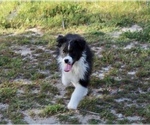 Small Photo #5 Australian Shepherd Puppy For Sale in ACTON, CA, USA