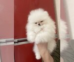 Small #12 Miniature Spitz