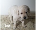 Small Photo #3 Labrador Retriever Puppy For Sale in CATO, NY, USA