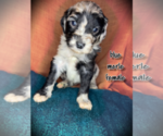 Small Photo #2 Aussiedoodle Puppy For Sale in INDIANAPOLIS, IN, USA