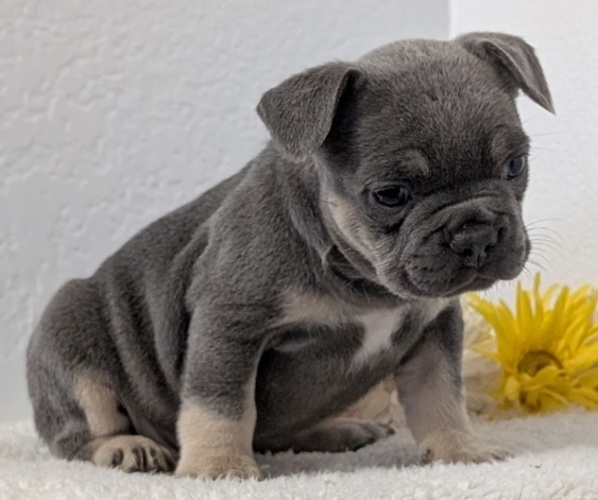 Medium Photo #39 French Bulldog Puppy For Sale in GOSHEN, IN, USA