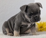 Small Photo #39 French Bulldog Puppy For Sale in GOSHEN, IN, USA