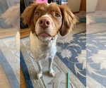 Small Photo #1 Brittany Puppy For Sale in REHOBOTH, MA, USA