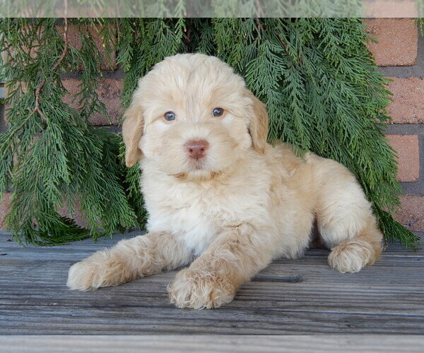 Medium Photo #4 Labradoodle Puppy For Sale in MILLERSBURG, OH, USA