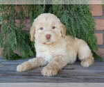 Small #3 Labradoodle