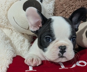 Medium Faux Frenchbo Bulldog