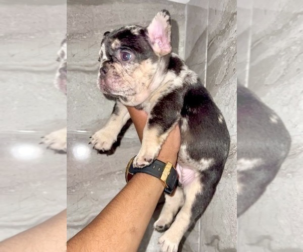 Medium Photo #50 French Bulldog Puppy For Sale in PHILADELPHIA, PA, USA