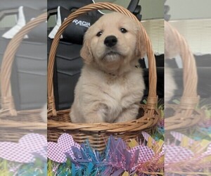 Golden Retriever Puppy for sale in MODESTO, CA, USA