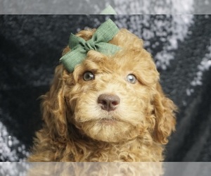 Goldendoodle (Miniature) Puppy for Sale in WARSAW, Indiana USA