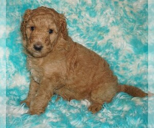 Labradoodle Puppy for sale in LA HABRA, CA, USA